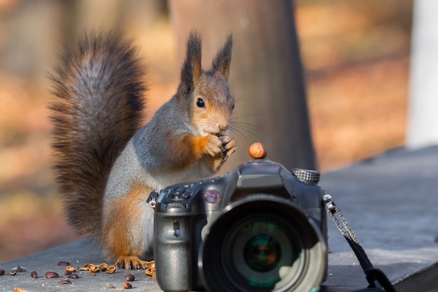 Photographies d'écureuil sur l'appareil photo