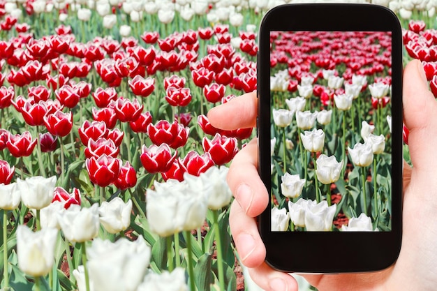 Photographies touristiques de tulipes rouges et blanches