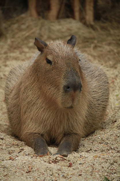 Photo les photos du capybara