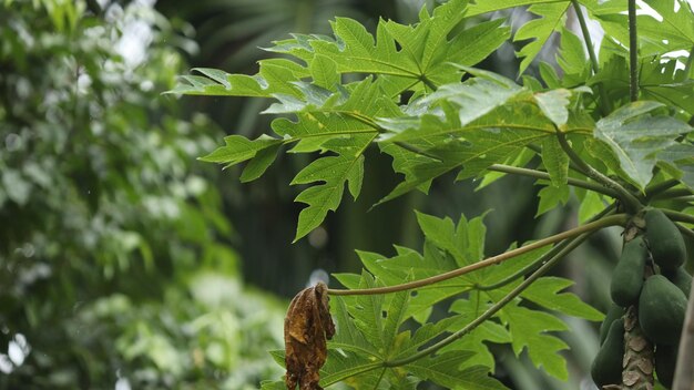 Photo photos de feuilles et de branches d'arbres dans la forêt prises lorsqu'il pleut dans la photographie de pluie