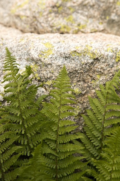 Photo photos et images haute résolution de plantes forestières vertes