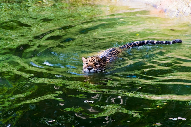 Photos de léopards qui flottent dans l'eau.