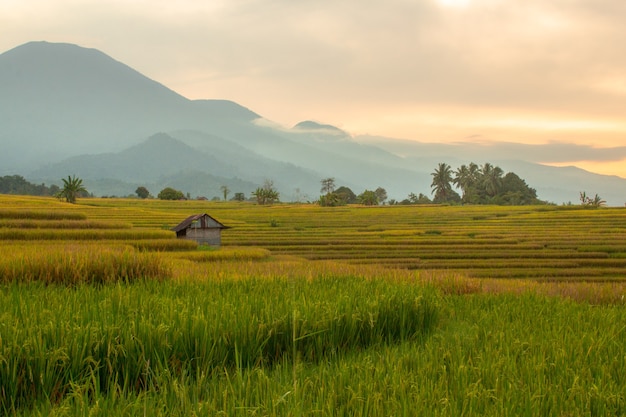 Photos minimalistes de rizières avec trois couleurs et montagnes différentes