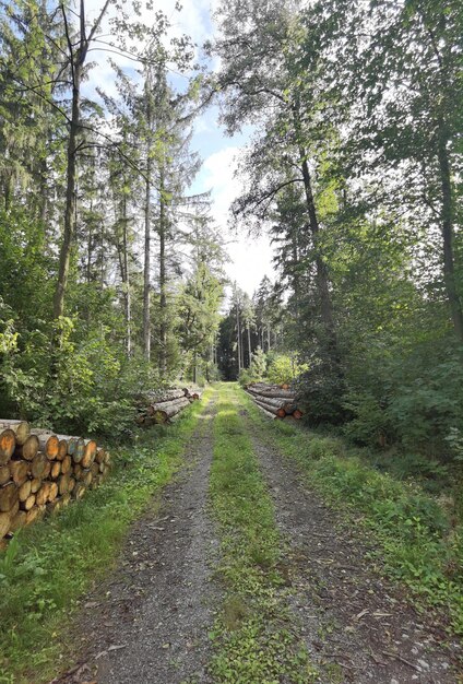 Photos de la nature dans le nord de l'Allemagne en été