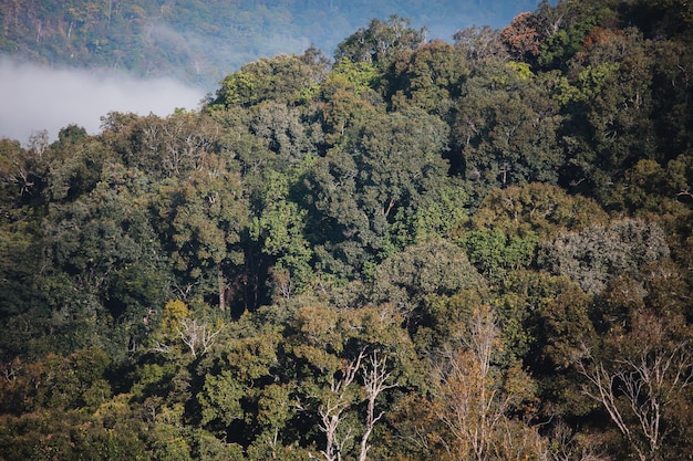 Photos de paysages, d'arbres, en montagne