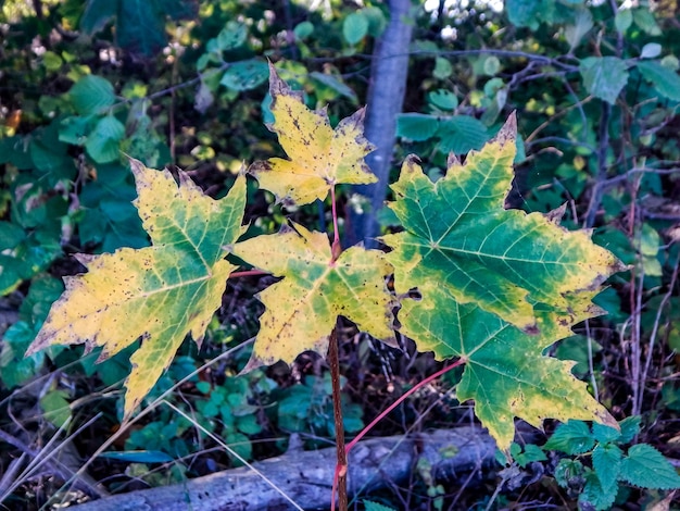 photos de paysages d'automne dans le nord de l'Allemagne