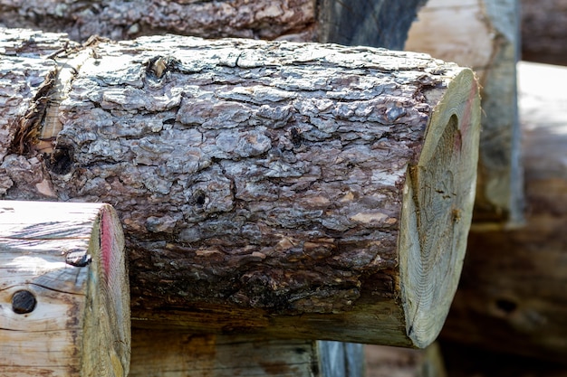 des photos de près de bûches de bois coupées