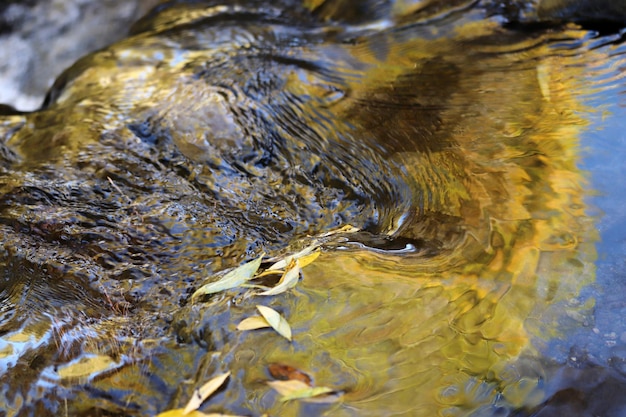 Photos prises de la nature en automne Ruisseau et feuilles jaunes