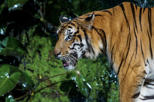 Photos de tigre naturellement.