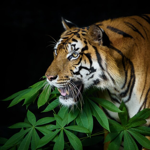 Photos de tigre naturellement.