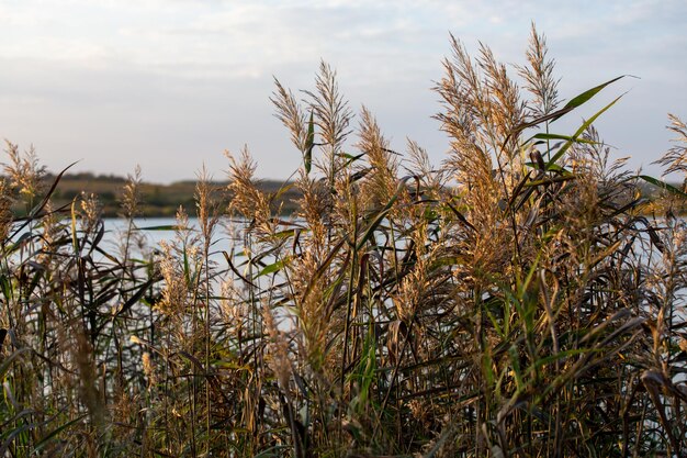 Phragmites australis roseau commun fourrés denses dans le paysage du lac à la lumière du jour dans l'arrière-plan flou