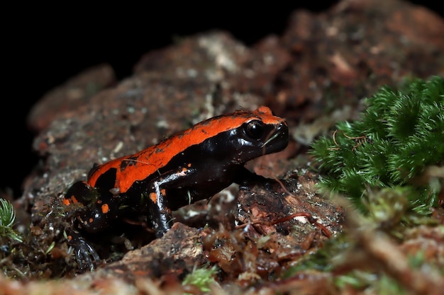 Phrynomantis microps grenouille marchant sur la mousse Grenouille en caoutchouc d'Afrique de l'Ouest sur la mousse avec fond noir