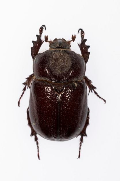 Phyllognathus excavatus est une espèce de coléoptère de la famille des Scarabaeidae