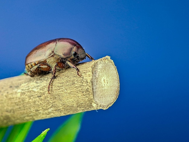 Phyllophaga est un très grand genre de scarabées du Nouveau Monde de la sous-famille des coléoptères Melolonthinae May sur une branche en bois avec un fond bleu