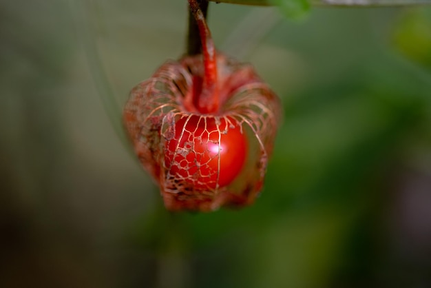 Physalis alkekengi