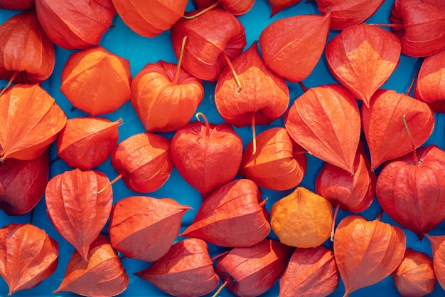 Physalis chinois sur fond bleu