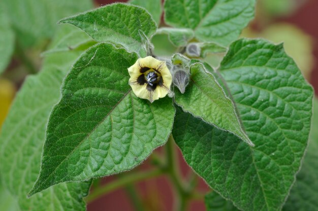 Physalis en fleurs dans un jardin