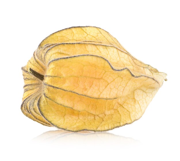 Physalis mûr isolé sur fond blanc