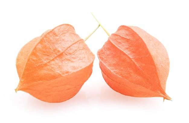 Physalis