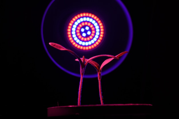 La phytolampe LED illumine les petites pousses de plantes dans un pot. fermer.