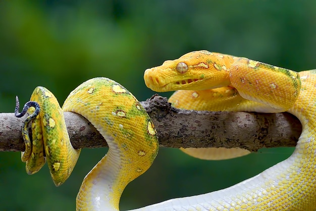 Le phyton d'arbre vert sur une branche d'arbre