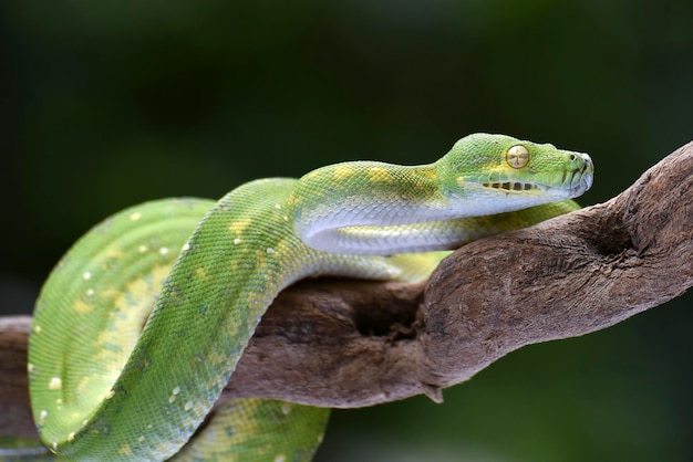 Phyton vert sur une branche d'arbre