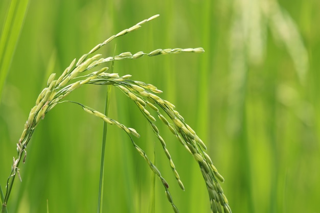 Épi agricole de riz dans le champ