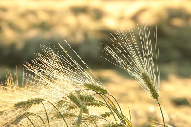 Épi de blé dans le champ au crépuscule