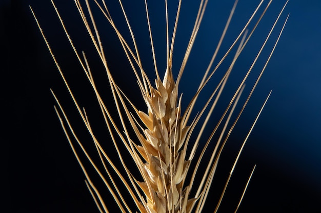 Épi de blé doré sur fond bleu foncé