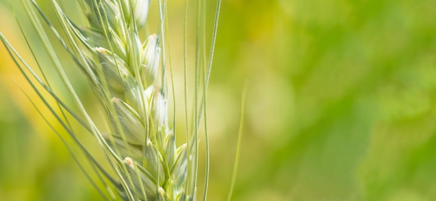 Épi de blé avec espace de copie Fond de nature été macro