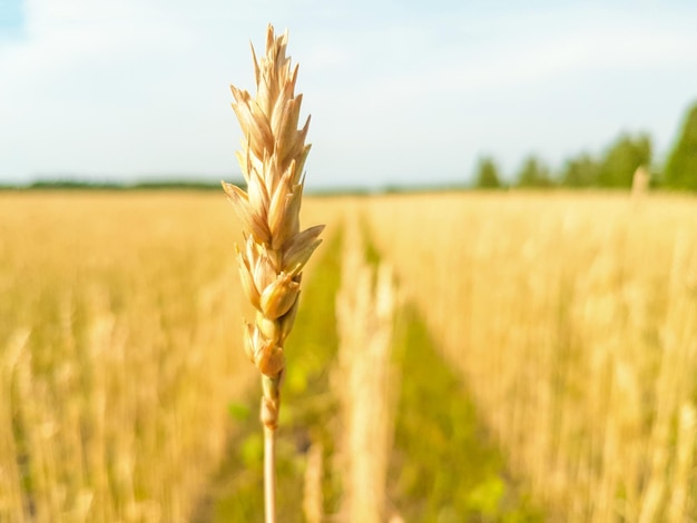 Épi de blé sur fond flou de champ de blé Agriculture La récolte est mûre