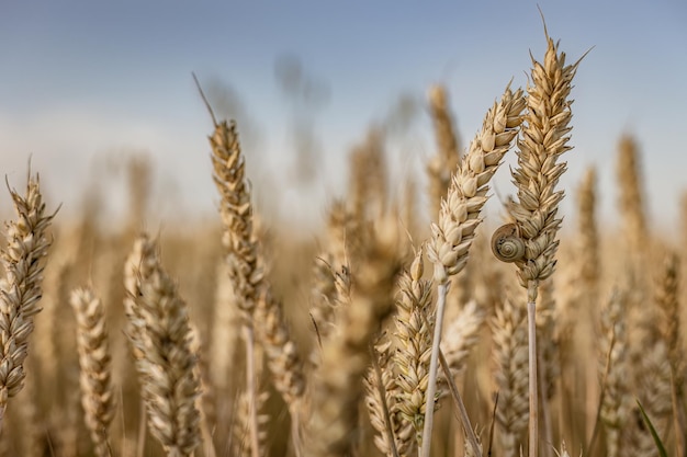 Épi de blé mûr en été sur le terrain Macro Shot