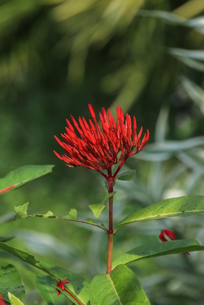 Épi de fleur rouge dans le jardin