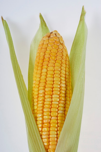 Épi de maïs biologique isolé sur fond blanc.