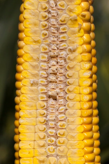 Épi de maïs coupé, structure interne et structure de grains jaunes, recouverts de jus