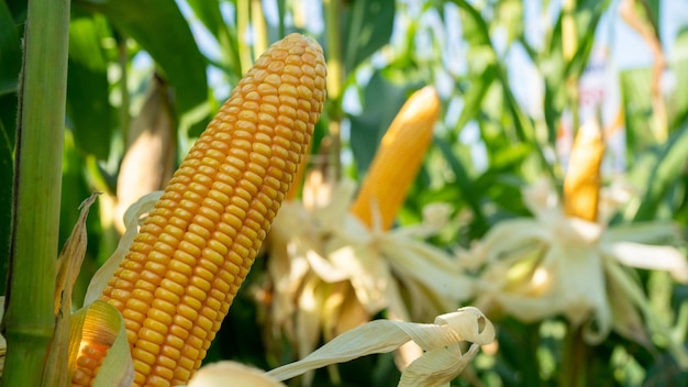 Épi de maïs dans le champ de maïs biologique Usine d'agriculture de jardin de maïs