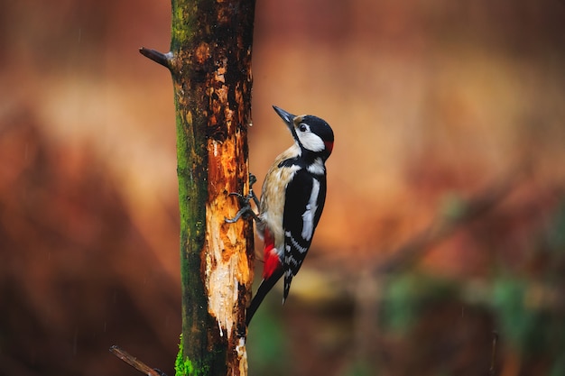 Pic épeiche dans une forêt de printemps pluvieuse