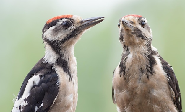 Pic épeiche Dendrocopos major Deux jeunes oiseaux assis sur une branche libre