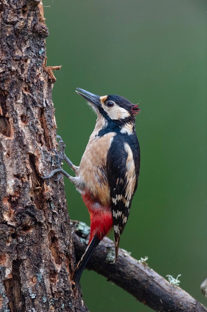 Pic épeiche (Dendrocopos major) Leon, Espagne