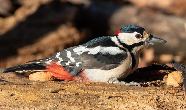 Pic épeiche Dendrocopos major Le mâle est assis sur un arbre pourri près de noix