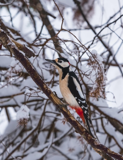 le pic épeiche est assis sur une branche dans la neige