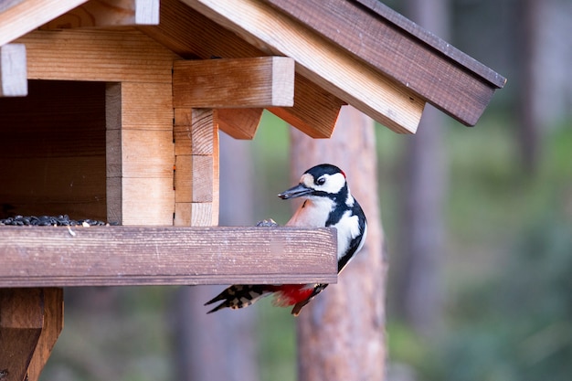 Pic épeiche mange des graines dans une mangeoire à oiseaux en bois