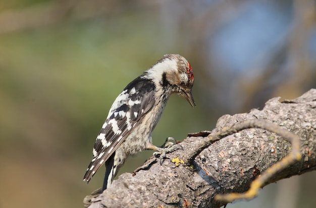 Un pic mineur mâle est assis sur une branche inclinée et recherche des larves dans l'écorce