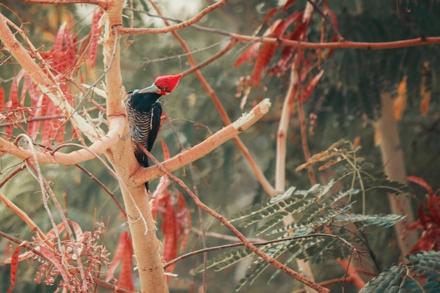 Pic à poitrine rouge Célèbre oiseau brésilien Pic au sommet d'une branche dans la forêt