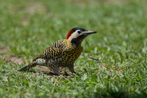 Pic à rayures sur l'herbe