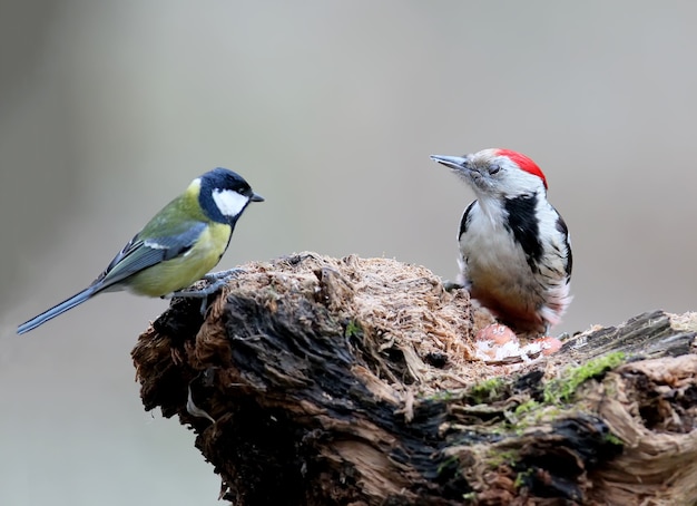 Un pic tacheté du milieu est assis sur un arbre et regarde la mésange charbonnière