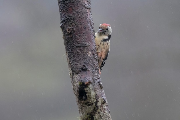 Pic tacheté moyen (Dendrocoptes medius) Leon, Espagne