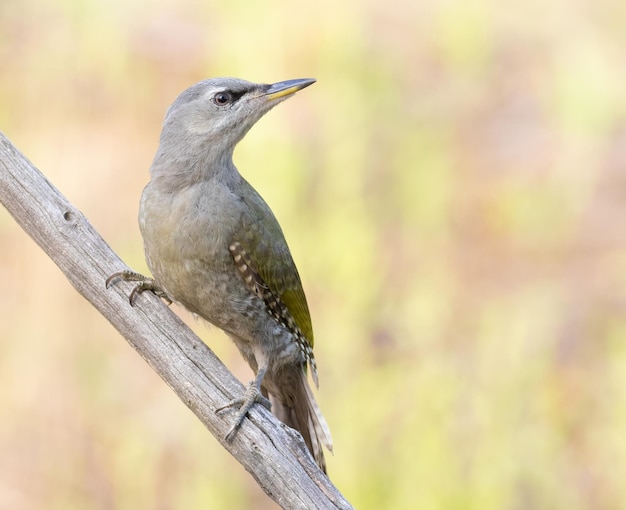 Pic à tête grise Picus canus Une jeune femelle est assise sur une branche sèche