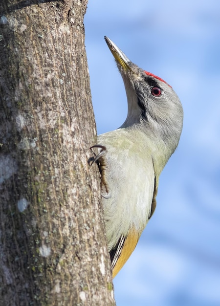 Pic à tête grise picus canus un oiseau mâle se profile derrière un tronc d'arbre