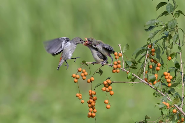 Le pic à tête rouge femelle apporte de la nourriture à ses poussins